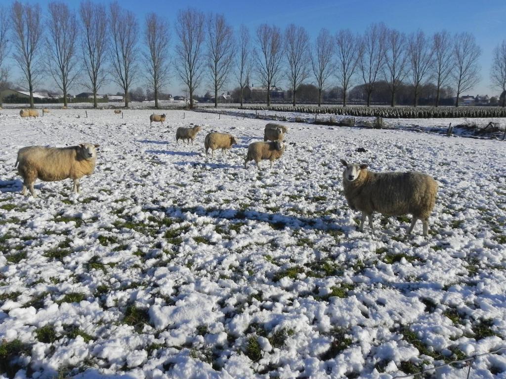 Hoeve De Mertel Biezenmortel Luaran gambar